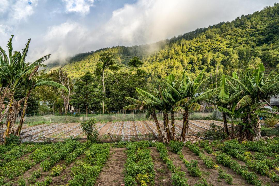 Pondok Manoka Kintamani Buitenkant foto